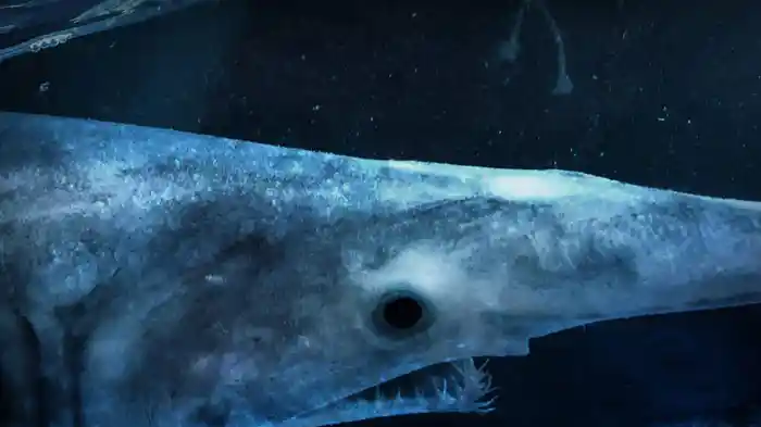 謎の深海ザメ：傑作選