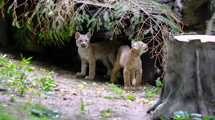 NY動物園日記 シーズン5