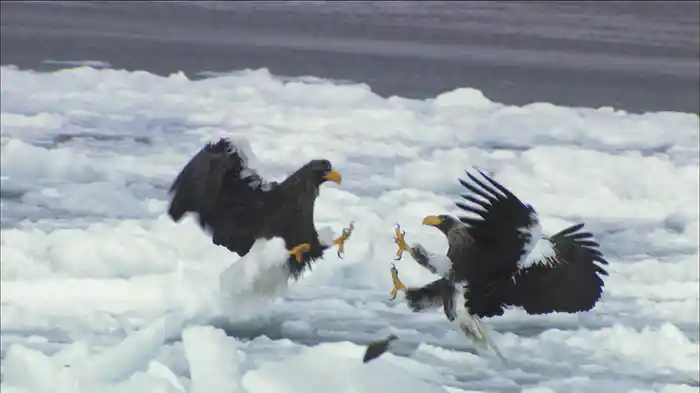 劇場版 ダーウィンが来た！ 日本列島生き物超伝説