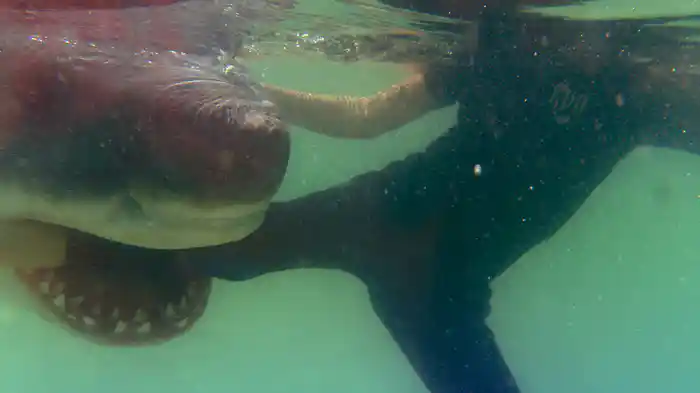 サメの恐怖を語る