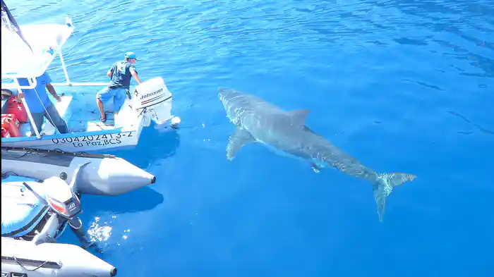 ホオジロザメ・海の最強ハンター