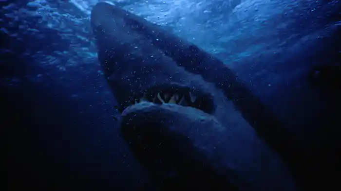 サメからのサバイバルTOP5