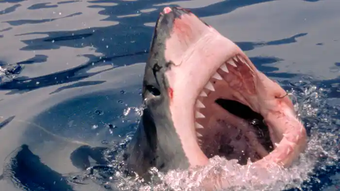 素手で挑むホオジロザメ