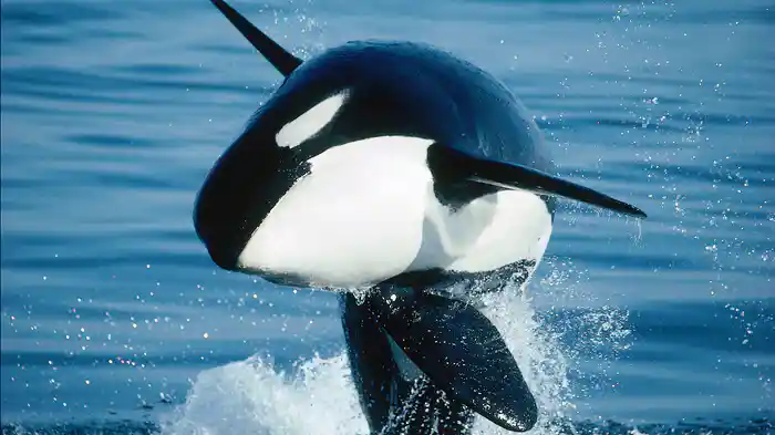 オルカの恐るべき正体