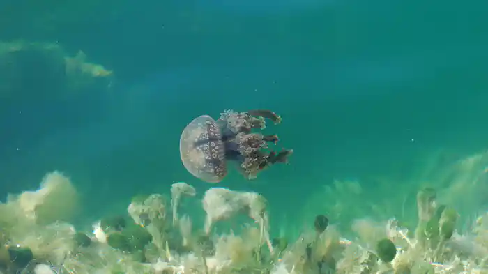 巨大クラゲの来襲