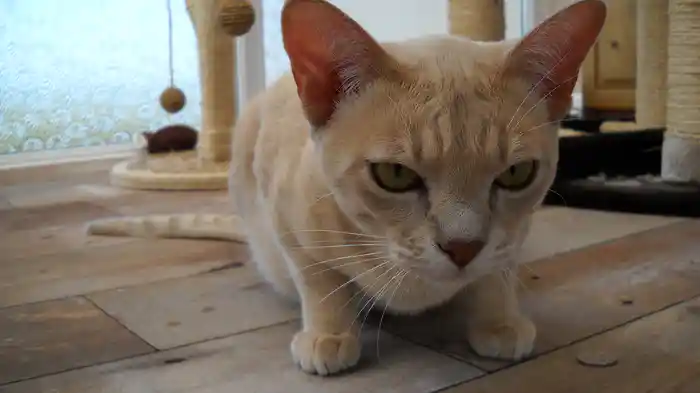 ねこまにあ シーズン3