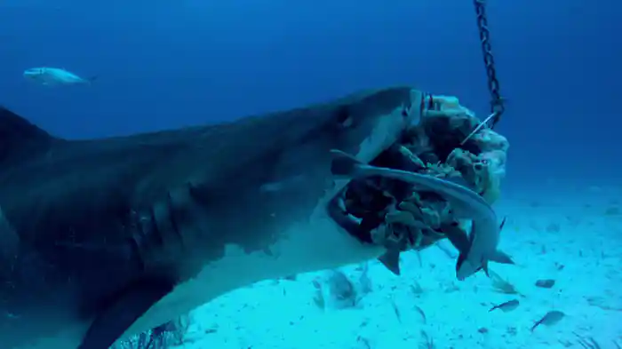 サメの獲物狩り