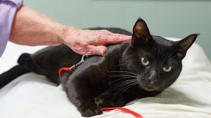 猫ヘルパー シーズン8～猫のしつけ教えます～