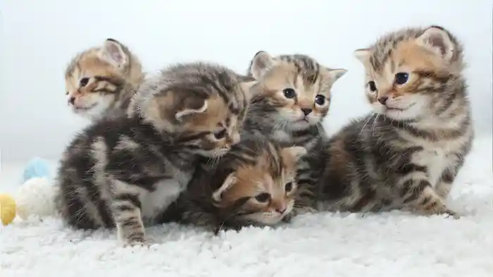 ほわほわこねこ ラブリー・キャット ノーナレ版