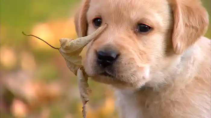 かわいい! シーズン1