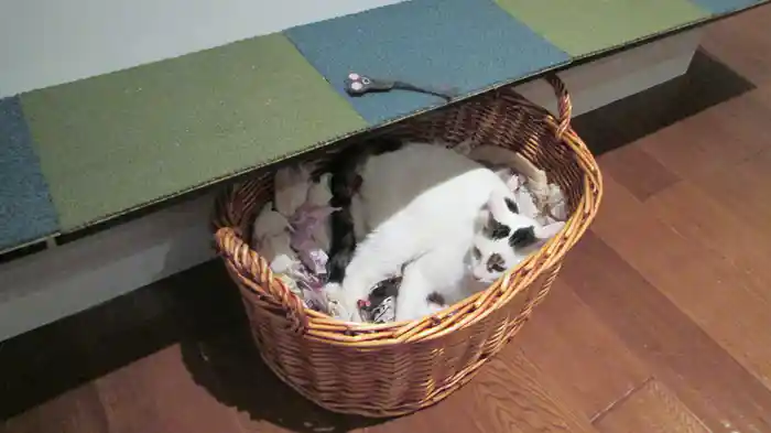 猫ヘルパー シーズン6～猫のしつけ教えます～