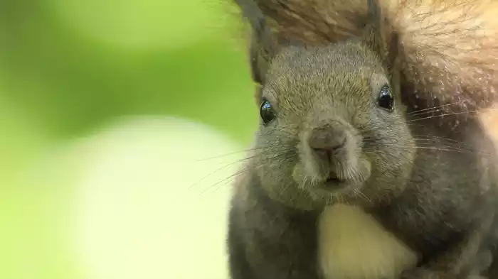 生きとし生けるもの