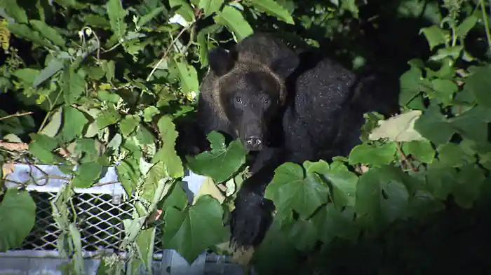 劇場版 クマと民主主義