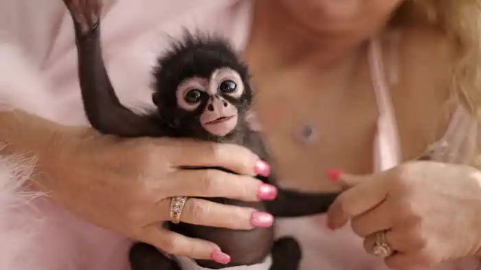 チンパン・クレイジー