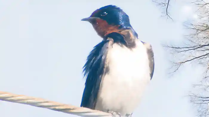 福島 生きものの記録シリーズ1~被ばく~