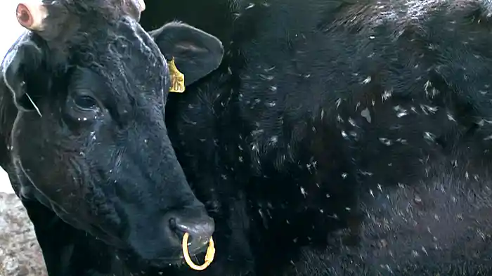 福島 生きものの記録シリーズ2~異変~