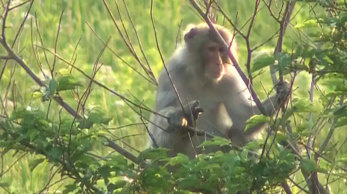 福島 生きものの記録シリーズ4~生命~