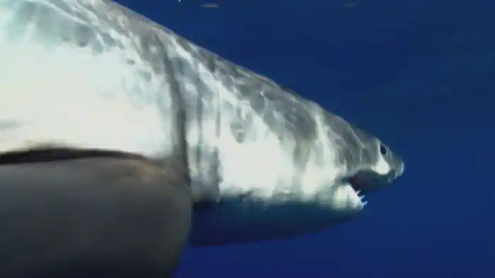 実話!映画「ジョーズ」