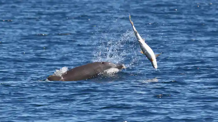 激闘！サメvsイルカ