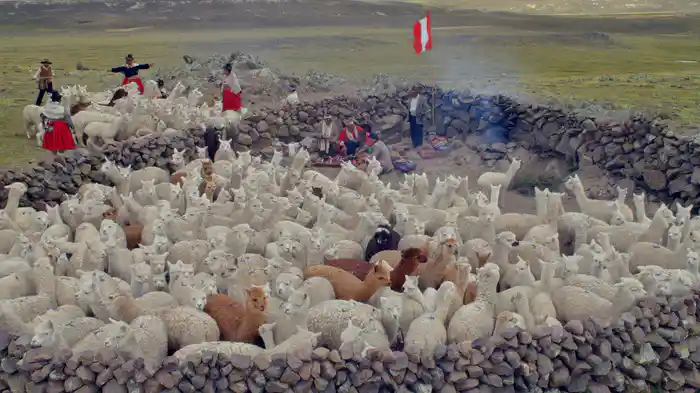 アルパカと生きる喜び