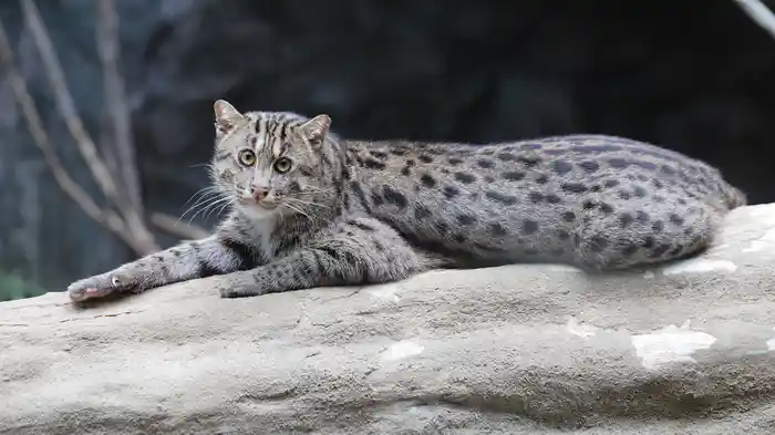 高知県立のいち動物公園の世界