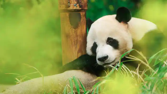 私の親愛なるフーバオ