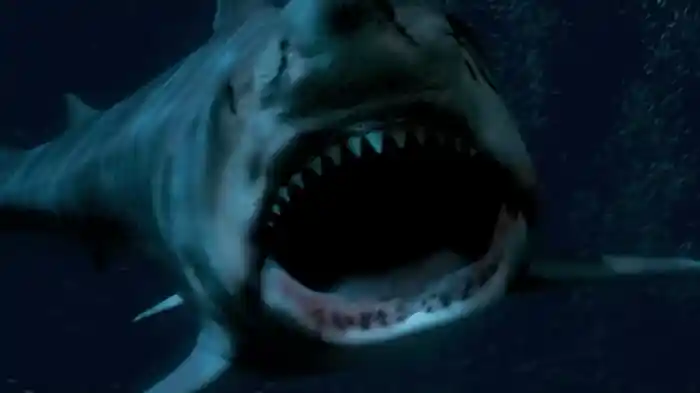 シャークゾーン