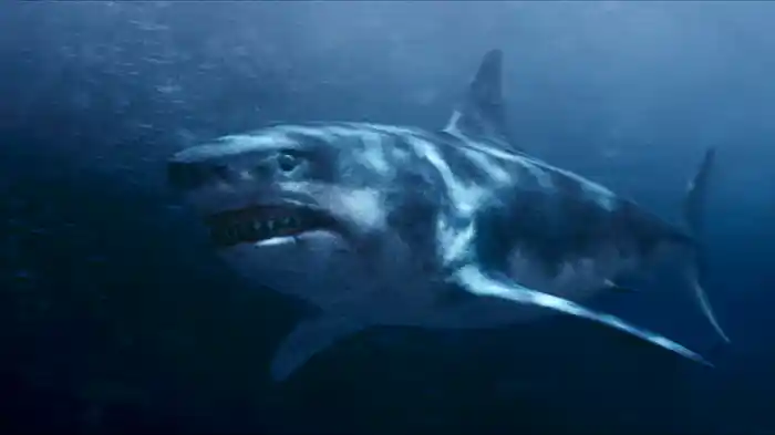 シャーク・アイランド