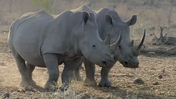 アフリカ 野生の地平