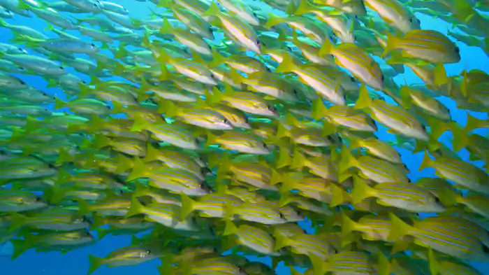 あなたの知らない アフリカ海岸の世界