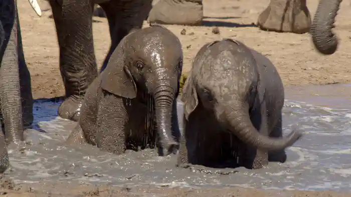 アフリカ 偉大なる国立公園