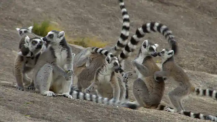 神秘のマダガスカル島