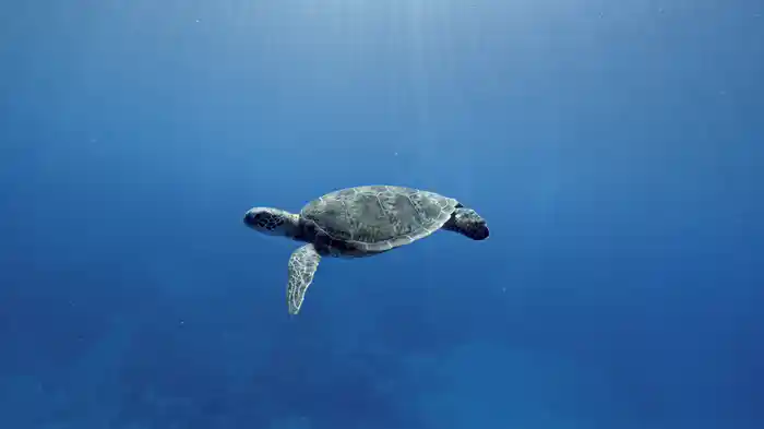 水中世界探訪：古見きゅう in 渡嘉敷～Underwater World Explorer: Kyu Furumi in Tokashiki～