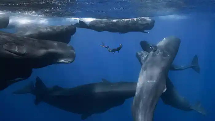 パトリックとクジラ　6000日の絆