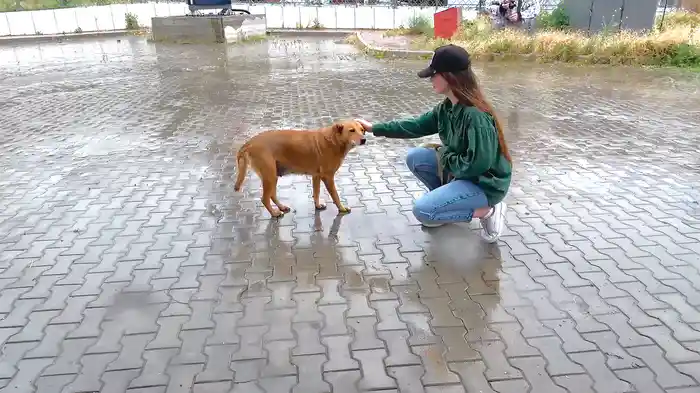 犬と戦争　ウクライナで私が見たこと