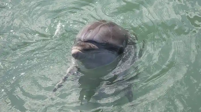 一度は行きたい博物館 くじらの博物館