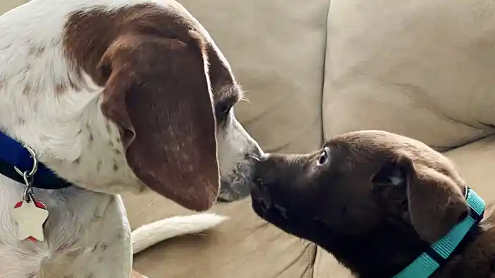 KISSの花束