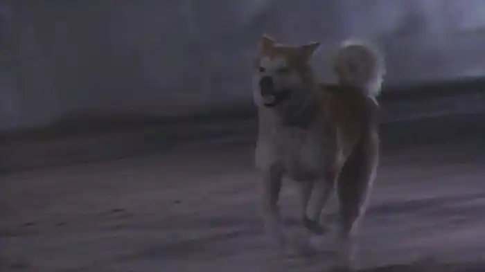 黄金の犬